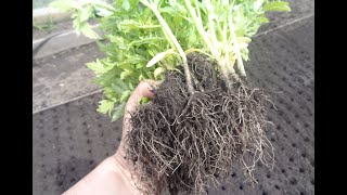 КАК ВЫРАСТИТЬ РАССАДУ НА ПРОДАЖУ? Часть 6 - выемка. 