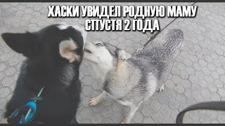 Хаски Сириус впервые увидел Маму после 2х лет разлуки