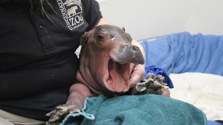 Cincinnati Zoo's premature hippo continues to get stronger