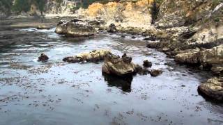 Ocean Cove campground on the Sonoma Coast