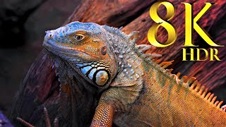 Collection Of Animals 8K HDR 60FPS