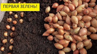 Ранняя зелень. Как посеять лук на перо в грядки - переноски. 