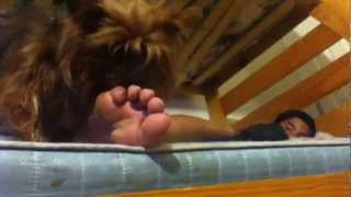 My dog likes to lick feet;)