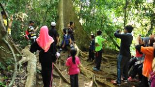 jungle trekking in taman negara kuala tahan, malaysia
