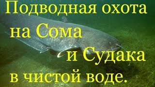 Супер Подводная Охота на СОМА и СУДАКА в чистой воде! Дельта реки Или, Казахстан.