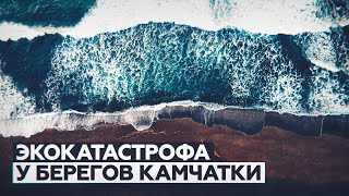 Нефтепродукты в Тихом океане: что известно о загрязнении воды у побережья Камчатки