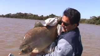 Pescando Pacu no Rio Paranapanema