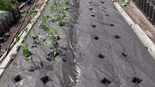 ВЫСАЖИВАЮ ТОМАТЫ НА ЧЕРНУЮ АГРОТКАНЬ. 