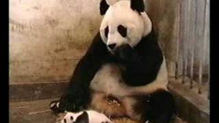 Tak takhle to vypadá,když kýchne malá panda...