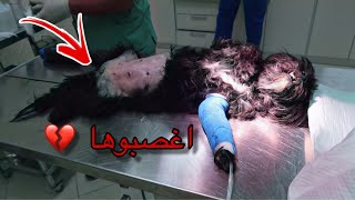 انقاذ كلبه من الموت بعد اجبارها على التزاوج ?