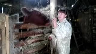 Дойка первотелки Малышки,антибрык и энергетический коктейль Фелунец.