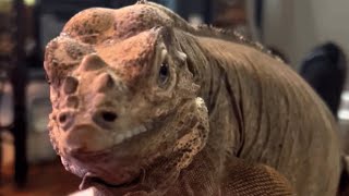 This lizard was used for experiment. Now see how he reacts to human love.