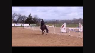 CnG Equine's "April"