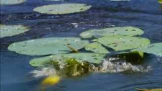 Topwater Fishing with Rage Toad - Strike King Fish Hard