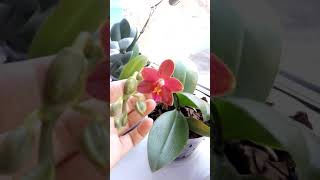 Phal. Sogo Red Star