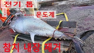 400 kg 참치 잡으면 어떤 과정 을 거쳐 해체해 보관할까 ??