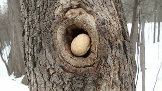 Показываю как ворона вскрывает грецкий орех / I show how a crow opens a walnut