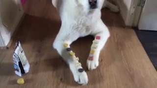 Korean jindo dog (Jin Do)(chindo)(Jin dog)being obedient with treats 한국 진돗개