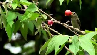 綠啄花喜歡南美假櫻桃果子/Plain Flowerpecker enjoying fruits