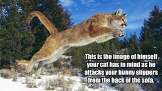 Very Funny Cats 52
