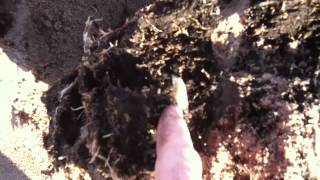 Truncated borer peat