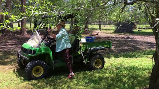 Mayhaw Berry Harvesting Sunday May 7 2017