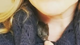 Rescued vole basically lives inside her human mom's sweaters.