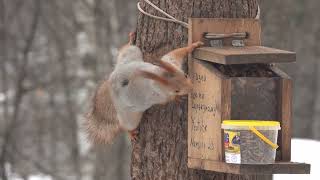 Белки. Короткая зарисовка / Squirrels. A short sketch