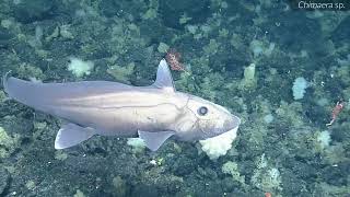 Bubblegum Coral, Basket Stars, and Other Wild Diversity Near PMNM | Nautilus Live