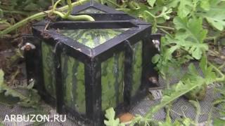 Квадратные арбузы ARBUZON