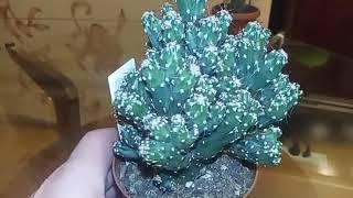 Кактус Cereus peruvianus monstrosus (Цереус перуанский) пересадка