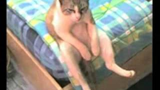 Прикол Скачай подними настроение   Котяра грустит From Balance 2009