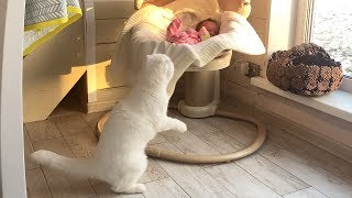 КОТИКИ И РЫСЬ РЕВНУЮТ К РЕБЕНКУ