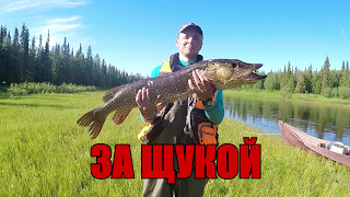 За щукой. Часть 2. Путешествие по рекам Усть-Цилемского р-на. Июнь.