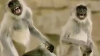 The monkey king/monkey laughing/ black monkey