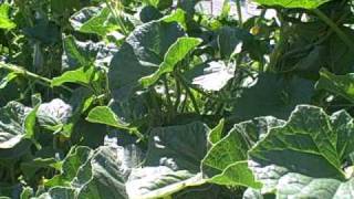 Building inexpensive garden hoops for shade or row cover and weeding and weeds in the SFG