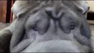 Шарпей и клубника
