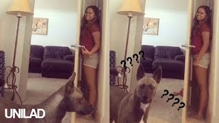Dog Sucks At Hide And Seek | UNILAD