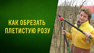 Как обрезать плетистую розу. Нужен секатор - кусторез, сучкорез!
