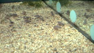 Corydoras similis metae pigme yavrularım