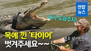 인도네시아 '목에 타이어 낀 악어' 구출 작전에 호주 전문가 나서 / 연합뉴스 (Yonhapnews)