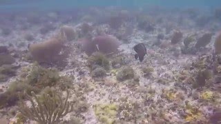 GOPR0 Snorkeling Playa Corona Cozumel