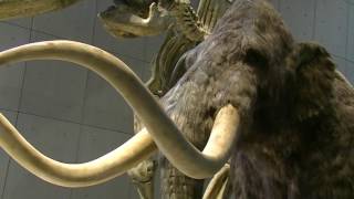 ケナガマンモス Woolly Mammoth
