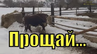 Продали БЫКА. ПРОСЬБА к зрителям. Будни / Семья Фетистовых