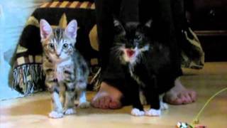 Gatos con el síndrome de la cabra asustadiza