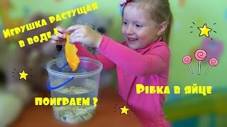 Игрушка растущая в воде Рыбка в яйце Toy grows in water  the fish in the egg