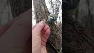 Милые синицы / Cute birds