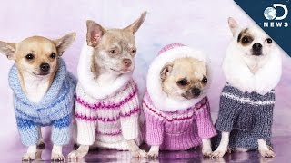 Does Your Dog Really Need A Sweater?