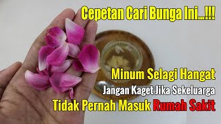 BIKIN GEGER... BUNGA YG SERING TUMBUH DEPAN RUMAH INI TERNYATA BSA SELAMATKANMU DR BIAYA RUMAH SAKIT
