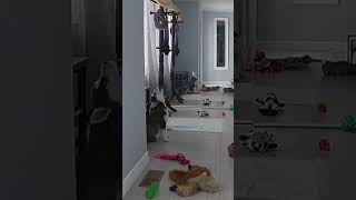Прогресс второго дня #dog #husky #puppy #animal